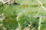 Polished Green-White Opal Section - Western Australia #353734-1